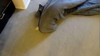 Cute Golden Retriever Puppy Crawls Out From Under The Comforter Blanket - 3 Months Old