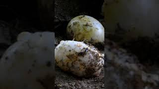 Gharial new baby egg process