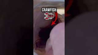 WHAT DID THIS FISH SWALLOW #shorts