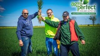 AGRO-PERFECT Bydgoszcz Krystian Walloschek Pszenica