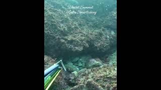 Well Hidden! #spearfishing #fish #pesca #fishing #octopus #sub #seafood #viralshorts #sea #ocean