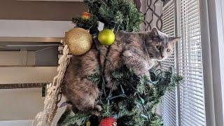 Cats and Christmas Trees: Laughs Guaranteed!