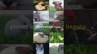 invideo ai 1080 Wildlife Wonders Part 2  A Journey into  2024 12 24 1 #facts #animals #wildanimals
