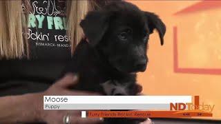 ND Today: Furry Friends Rockin' Rescue - Moose