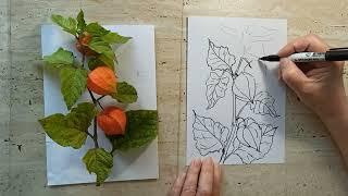 РИСУНОК КАРАНДАШОМ С НАТУРЫ /СКЕТЧ/ ФИЗАЛИС /botanical illustration /