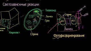 Светозависимая (световая) стадия фотосинтеза (видео 4)| Фотосинтез | Биология