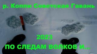 По следам волков, р.Коппи, Совгавань 2023