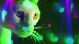 Meow Meow - Meow Meow Meow (Original Mix)