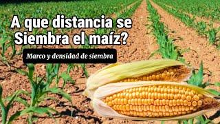 A que distancia se siembra el maíz?  Marco y densidad de plantación 