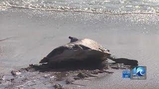 Shredder the sea turtle released