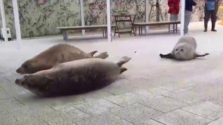 How A Seal Moves On Land