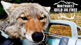 ONE KILL AFTER ANOTHER! FoxPro Coyote Hunting with Northwest Wild and Free