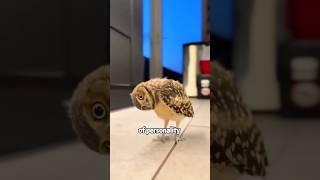 Do you know the name of this owl?#animals #cute #pets #naruto #popular #funny #shorts #owl