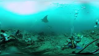 Video 360 - VR - Maldives - Dive with Manta Rays!