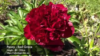 Peony - Red Grace 4K