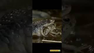 toad  मेंढक सांप का भी बाप है। #amazingduniya #viral #gyan