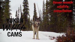 7 months of 7 species: Yukon trail cam wildlife
