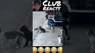 Reacting to cat gang 