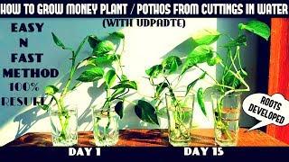 How to Grow Money Plant/Pothos From Cuttings in Water ( Fast N Easy Method)
