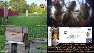 2025/6/17  Suburban Back Yard Bee Hive Security Feed & More Indianapolis, IN