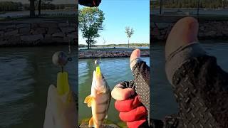 Как я хищника ищу #рыбалка #fishing