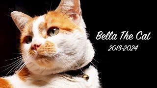 RIP Bella The Cat (2013-2024)