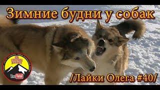 Зимние будни у собак /Лайки Олега #40/