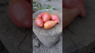 Томат гном Десперадо или Отчаянный #теплица #огород #сад