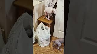 CATS Саша Даша #sphynx #kitten #sphynxmoments