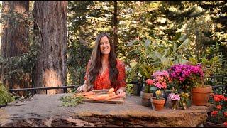 Intro to The Forest Feast