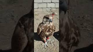 Охотничий сокол. Монголия