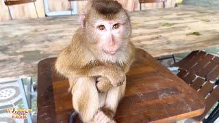 Monkey Kaka's eyes show a thirst to return home