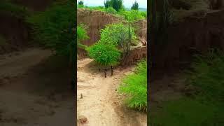 Kolombiya Tatacoa Çölü Colombia Tatacoa Desert