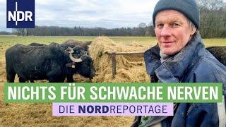 Bisons und Wasserbüffel - ein Fall für die Rinder-Rancher | Die Nordreportage | NDR