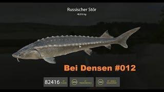 Russian Fishing 4 Fluss Sure #012 (Russischer Stör/40kg)