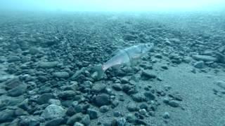 Diving in Tosor Cape in spring. Kyrgyz Republic, Issyk-Kul Lake