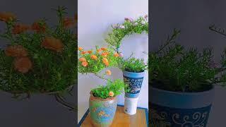 Wow which one bonsai portulaca flower you love #shortvideo #howtogrowportulaca #gardenflower