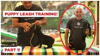 How To Leash Train Your Puppy (Dog Tips)