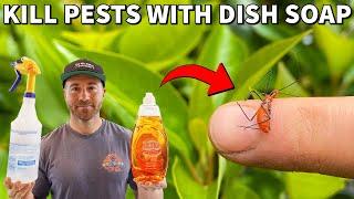 How To Kill Insects INSTANTLY With Dish Soap Spray!