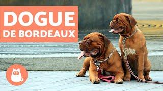 Dogue de Bordeaux - Characteristics and Training