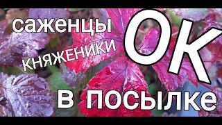 Саженцы "Питомника Княженики"- доставка в посылке  до 12 дней ОК!