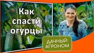 СПАСАЙТЕ ОГУРЦЫ! Желтеют и сохнут листья ТОЛЬКО НЕ У НАС