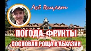 О погоде, фруктах, мраморных клопах + официальный YouTube канал пансионата Сосновая роща, Абхазия