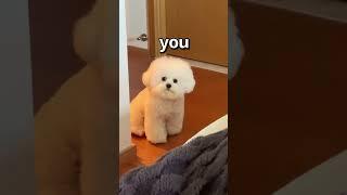 How WOULD You RATE this DOG  | Wholesome Animals