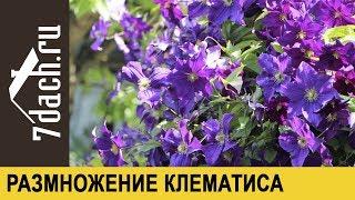 Размножение клематиса черенками - 7 дач