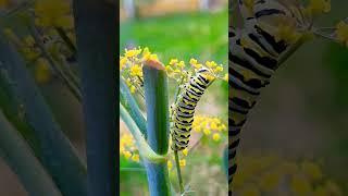 Butterflies give life!  Feed them well!  #ozarkschurchofnature