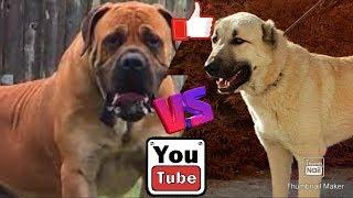 Бурбуль против Кангала. Boerboel against Kangal. Animals Battle.