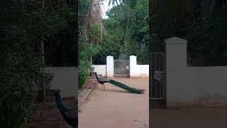 Peacock sound in ramanasramam #tiruvannamalai #ramanamaharshi #nature
