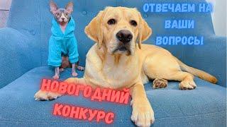 Отвечаем на ваши вопросы. Анонс Новогоднего конкурса!