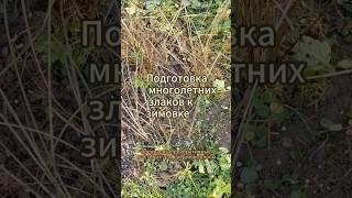 Осока: подготовка многолетних злаков к зимовке #осока #shorts